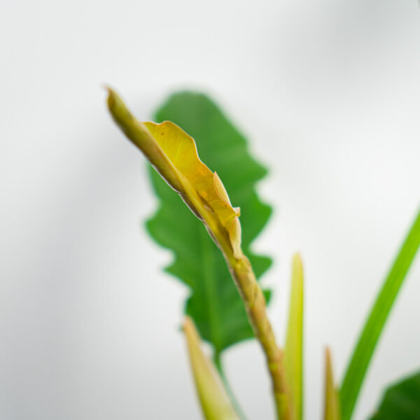 philodendron-narrow philodendron-narrow