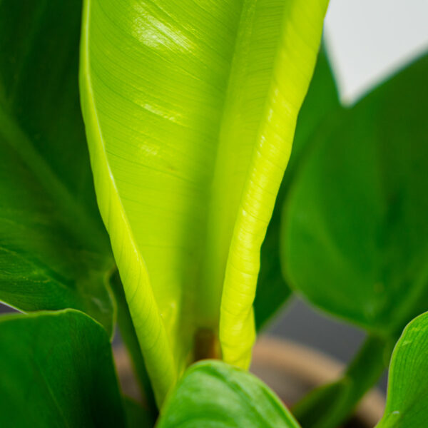 DSC04200 philodendron-imperial-green