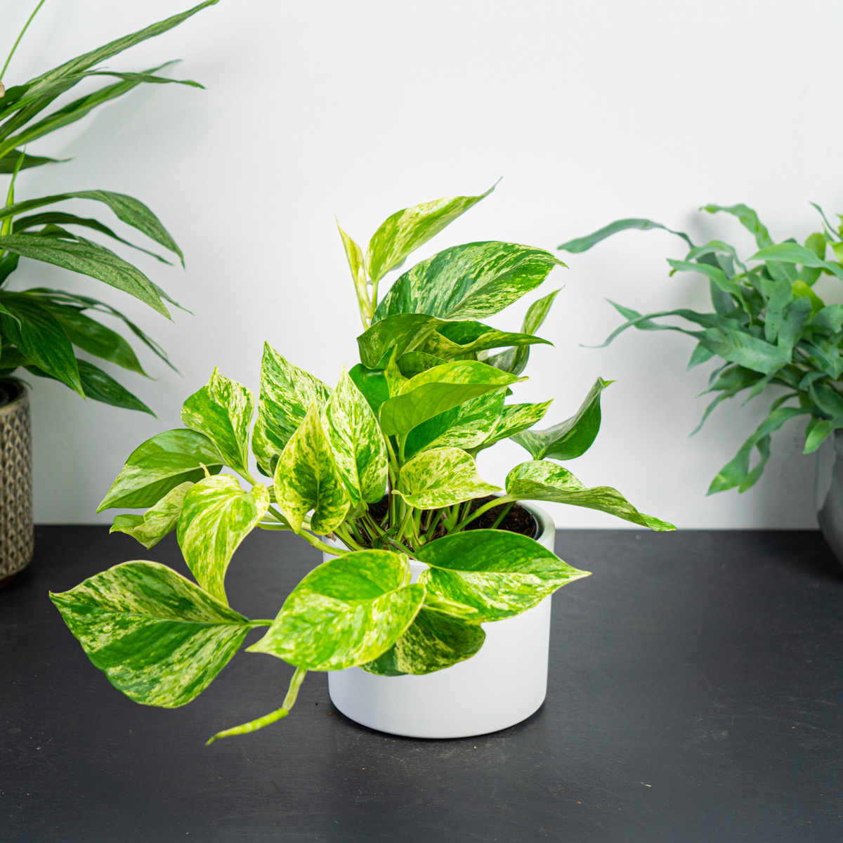 Epipremnum marble queen