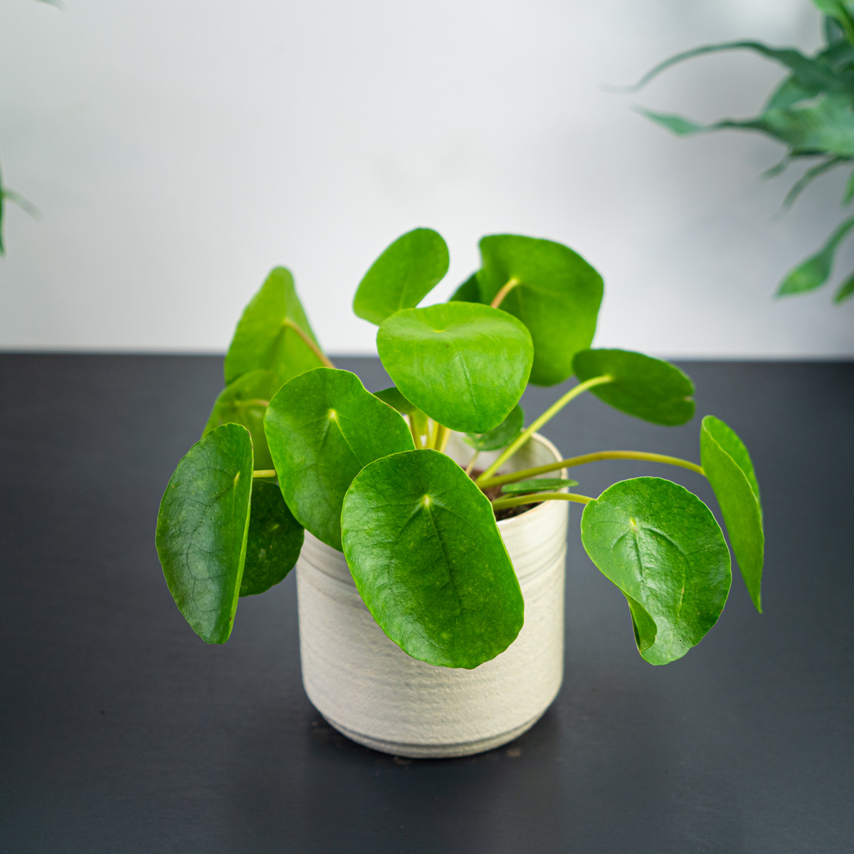 Pilea peperomioides (pieniążek)