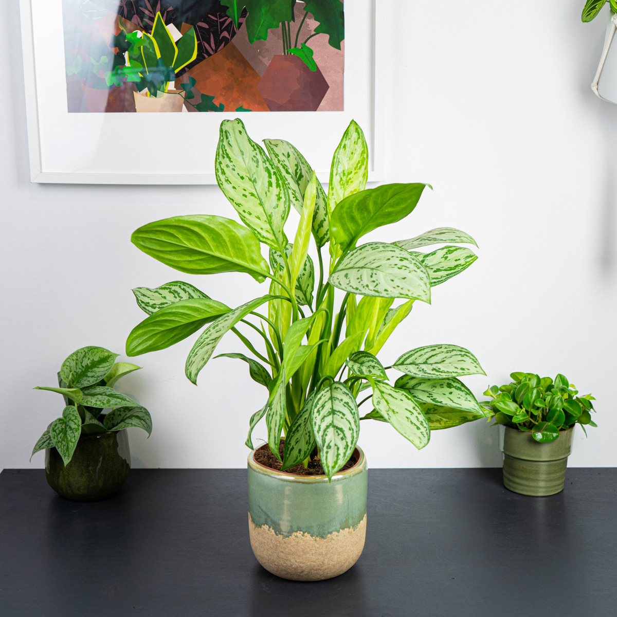 Aglaonema