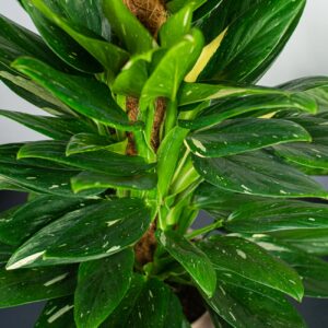 monstera-cobra-standleyana-variegata