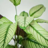 calathea-white-star