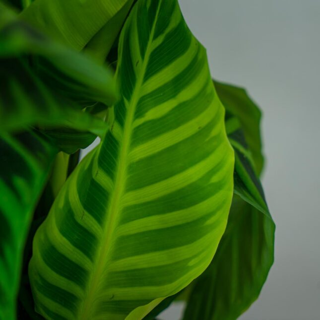 calathea-zebrina (2) calathea-zebrina