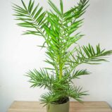 daktylowiec-kanaryjski-phoenix-canariensis