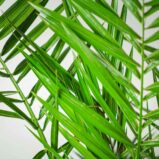daktylowiec-kanaryjski-phoenix-canariensis