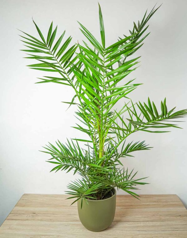 daktylowiec-kanaryjski-phoenix-canariensis