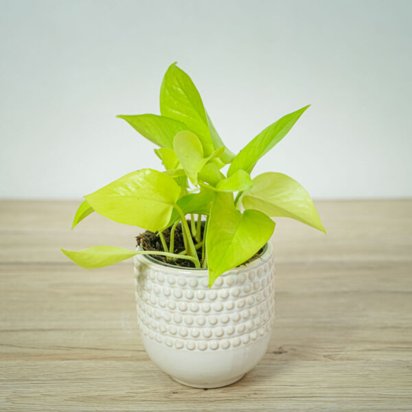 epipremnum-golden-pothos epipremnum-golden-pothos