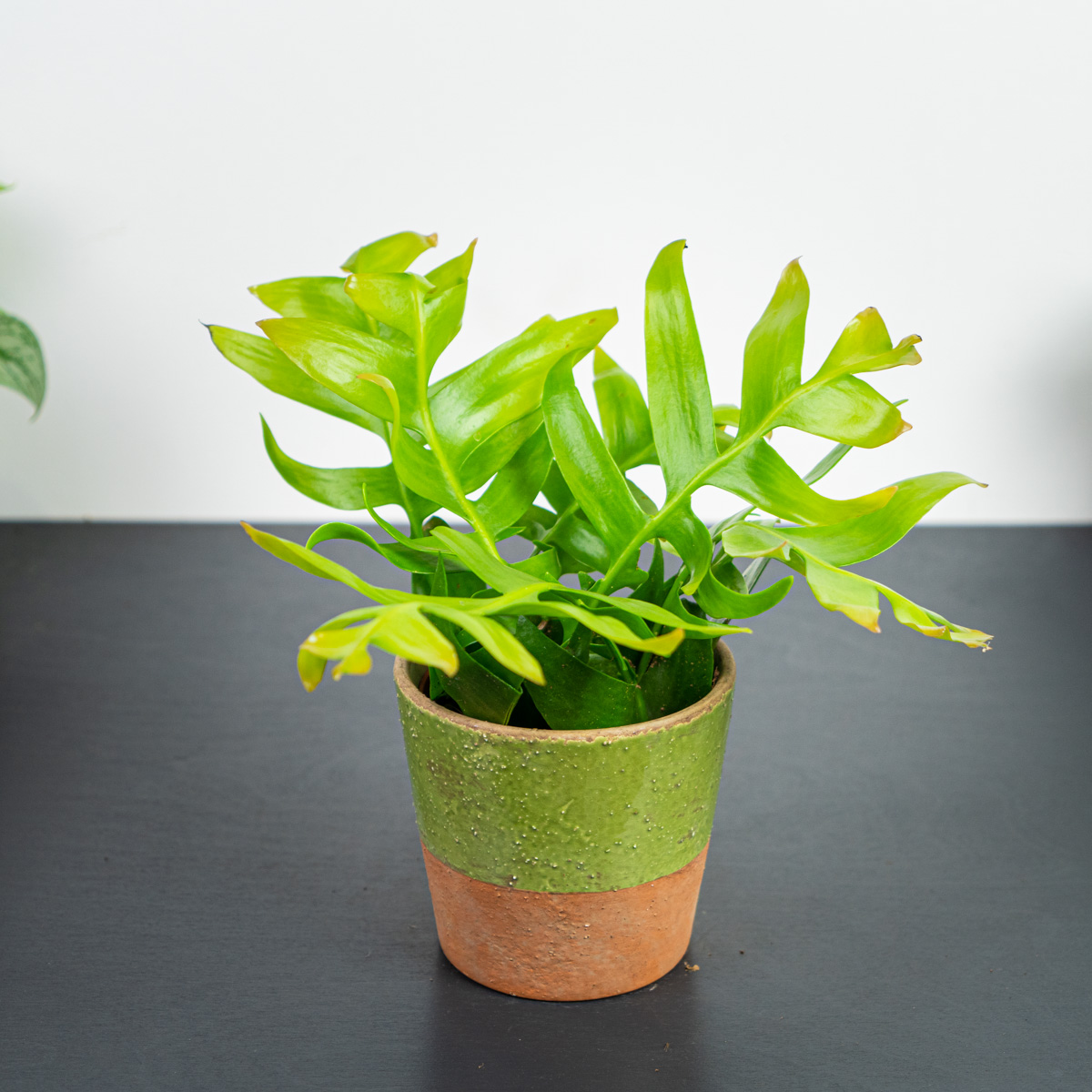 Kaktus zygzak (epiphyllum chrysocardium)