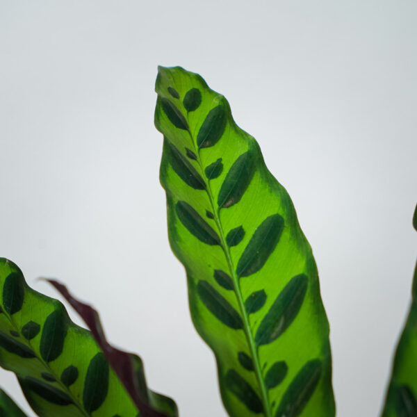 calathea-lancifolia (2) calathea-lancifolia