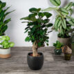 polyscias