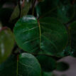 polyscias-scutellaria