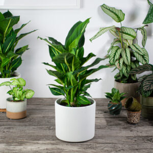 diffenbachia-green-magic