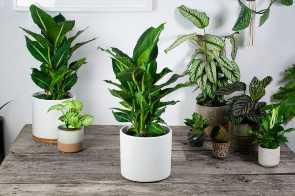 diffenbachia-green-magic