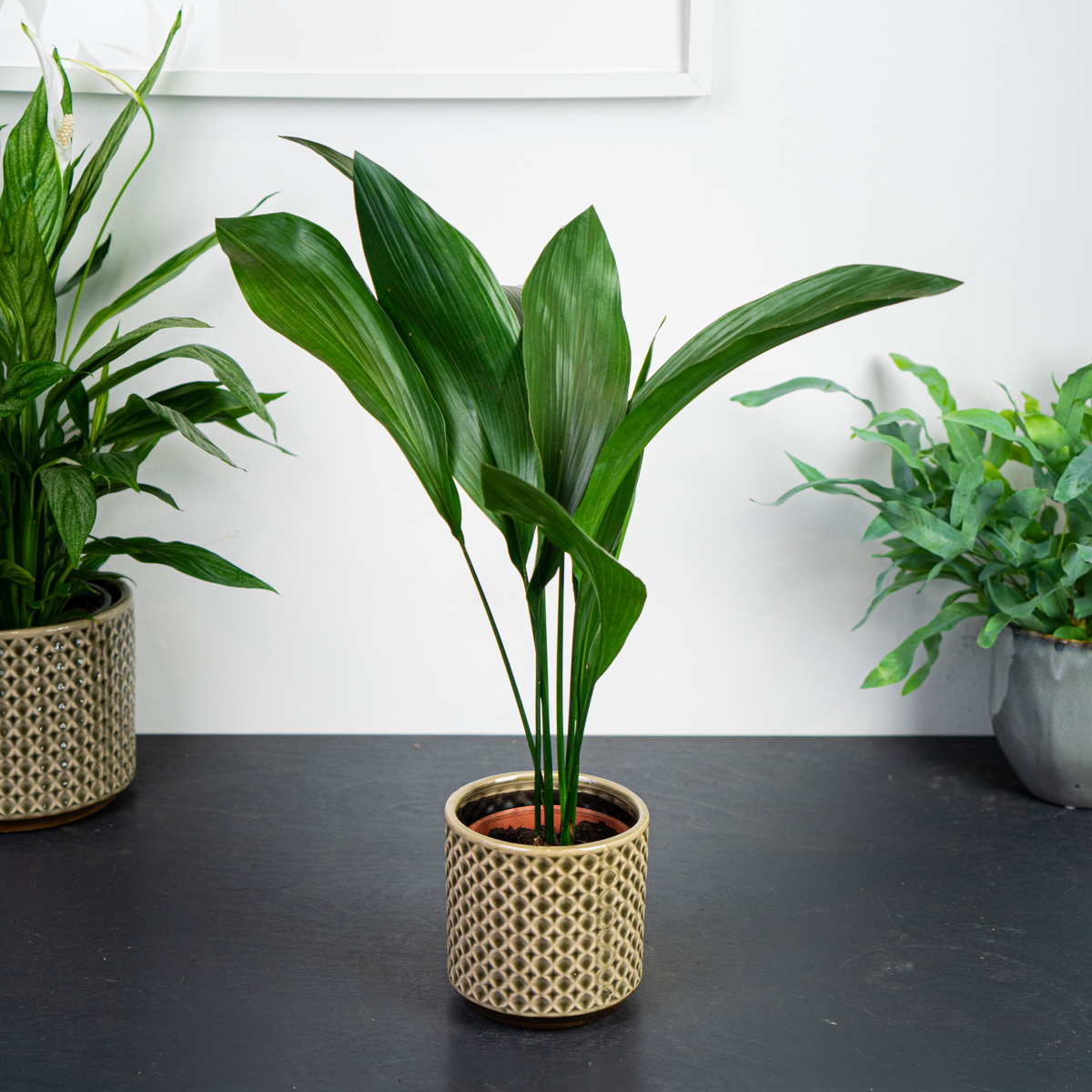 Aspidistra wyniosła (aspidistra elatior)