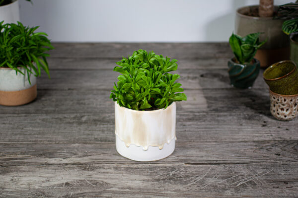 peperomia-dolabriformis-prayer-pepper
