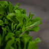 peperomia-dolabriformis-prayer-pepper