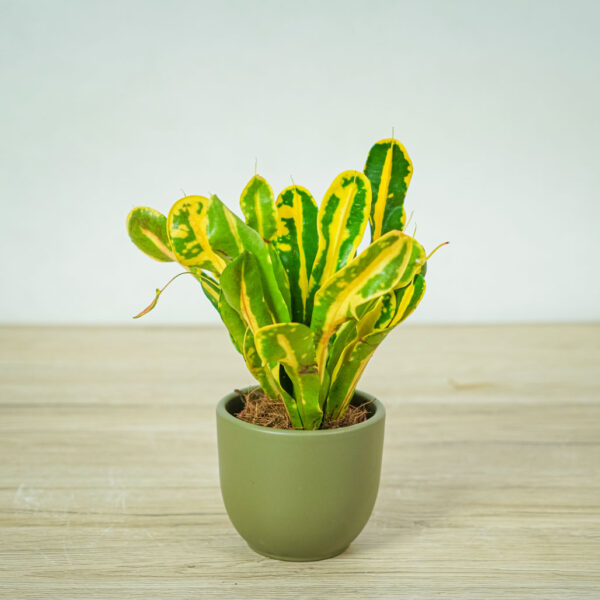 codiaeum-mammi-kroton codiaeum-mammi-kroton