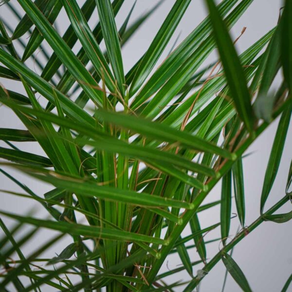 daktylowiec-kanaryjski-phoenix-canariensis (2) daktylowiec-kanaryjski-phoenix-canariensis