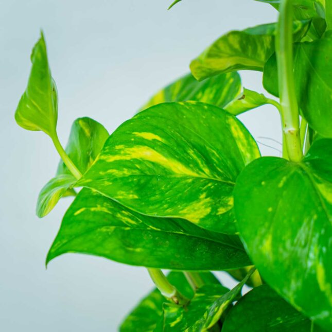 epipremnum-zlociste-na-paliku-epipremnum-aureum (2) epipremnum-zlociste-na-paliku-epipremnum-aureum