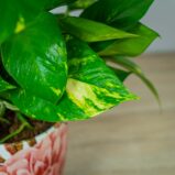 epipremnum-zlociste-na-paliku-epipremnum-aureum