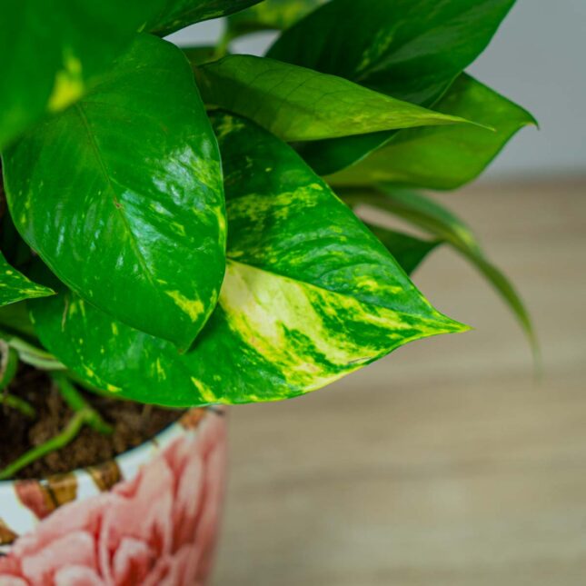 epipremnum-zlociste-na-paliku-epipremnum-aureum (3) epipremnum-zlociste-na-paliku-epipremnum-aureum
