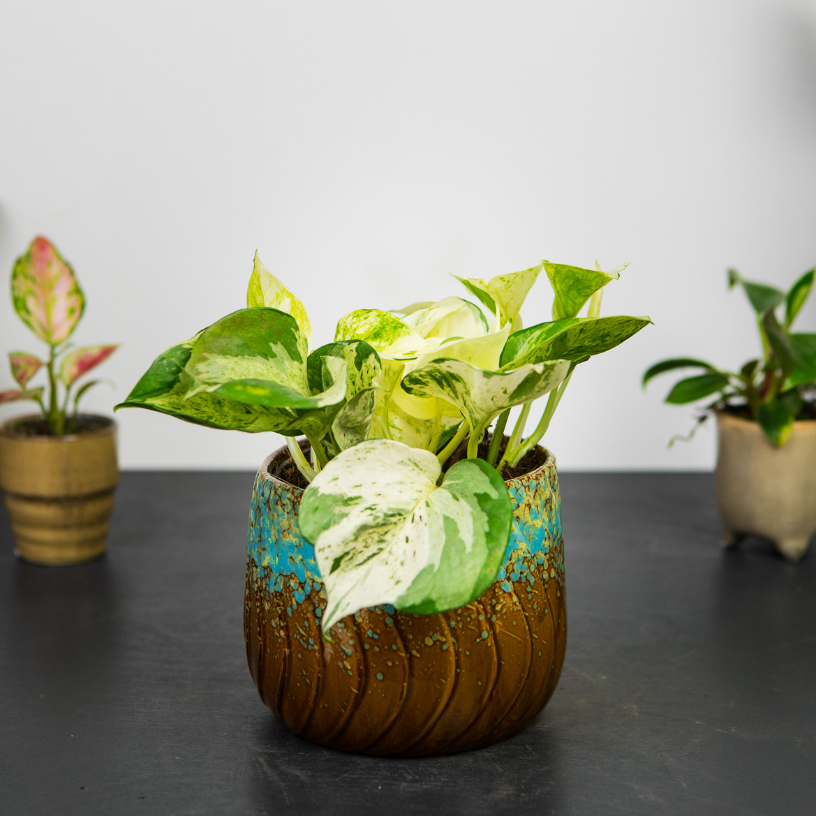 Epipremnum happy leaf
