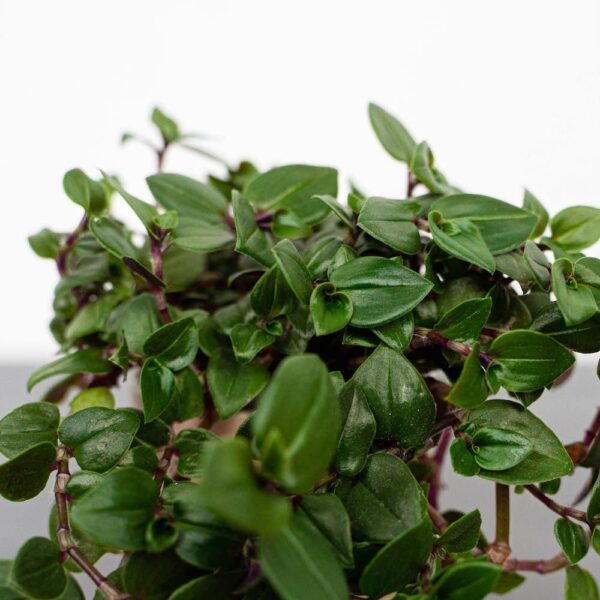 smuzyna-plozaca-baby-callisia-repens smuzyna-plozaca-baby-callisia-repens