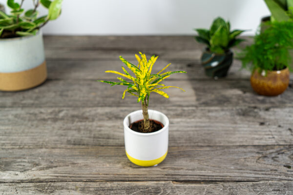 kroton-gold-dust-codiaeum-baby kroton-gold-dust-codiaeum-baby
