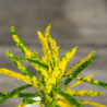 kroton-gold-dust-codiaeum-baby