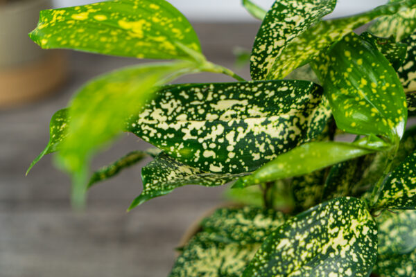 dracena-surculosa-florida-beauty-dracaena dracena-surculosa-florida-beauty-dracaena
