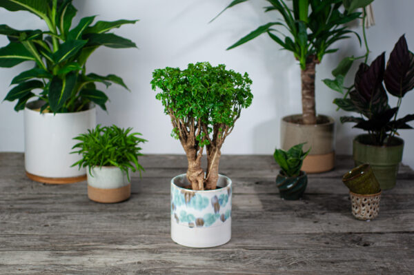 polyscias-fruticosa-elegans polyscias-fruticosa-elegans