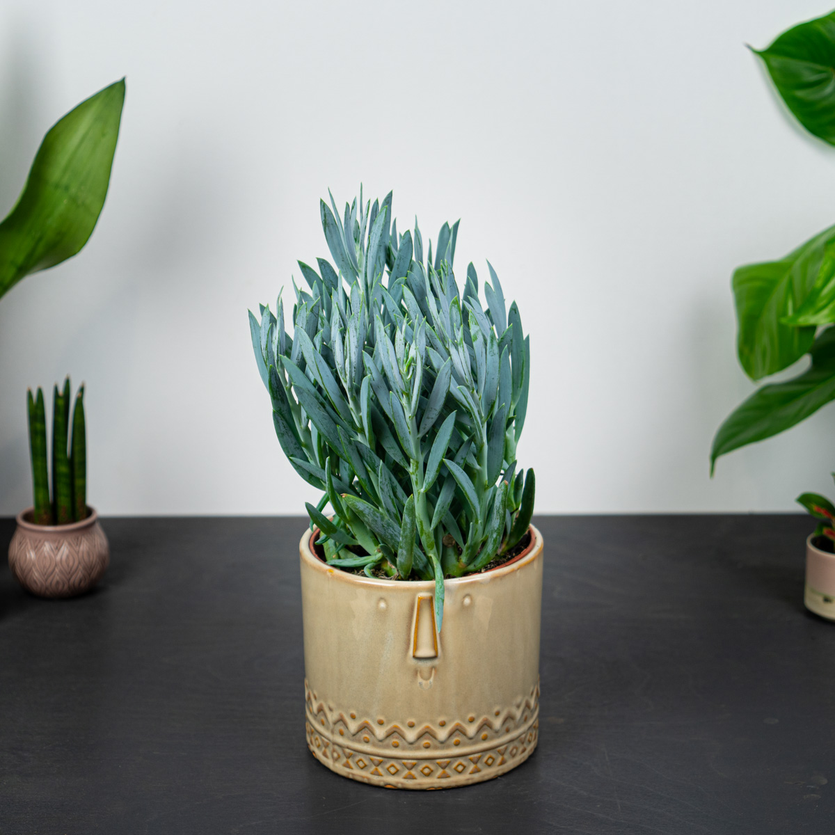 Senecio aquarine mount everest