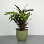 calathea-rufibarba