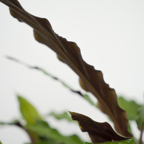 calathea-rufibarba calathea-rufibarba