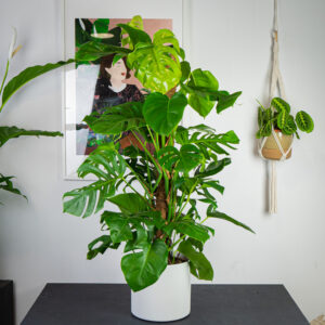 monstera-deliciosa-na-paliku