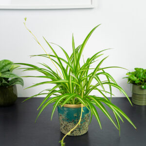 zielistka-chlorophytum-comosum-variegatum