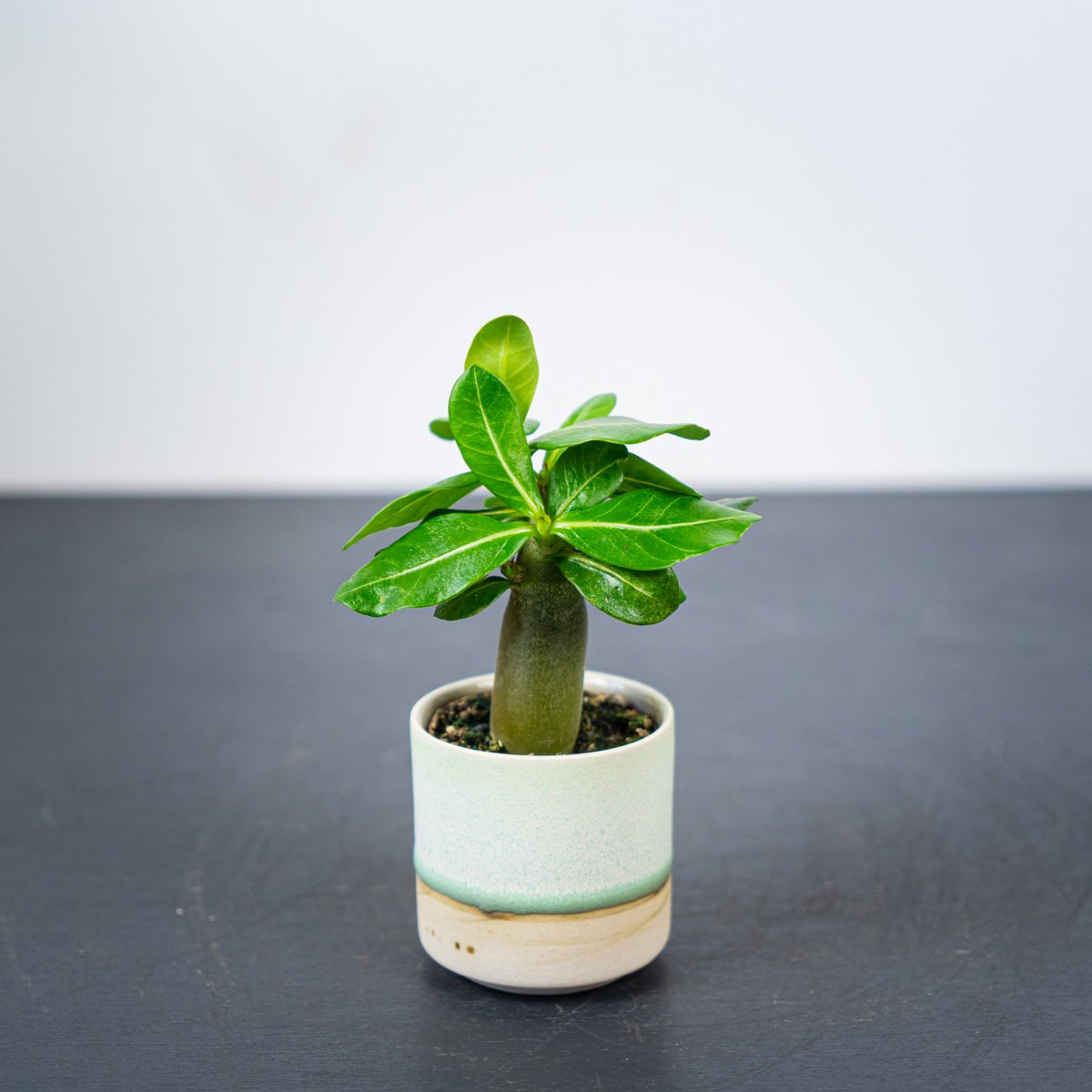 Róża pustyni (adenium obesum)