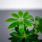 schefflera-arboricola