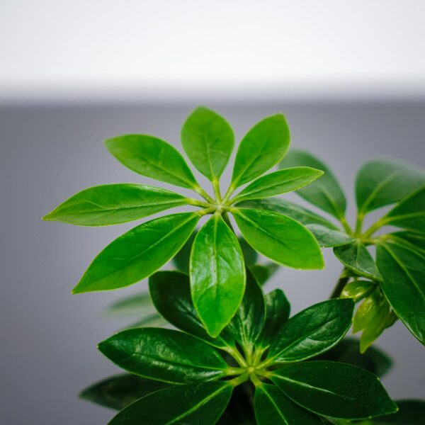 schefflera-arboricola schefflera-arboricola