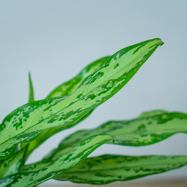 aglaonema-silver-queen (2) aglaonema-silver-queen