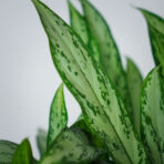 aglaonema-silver-queen