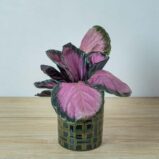 calathea-roseopicta-crimson