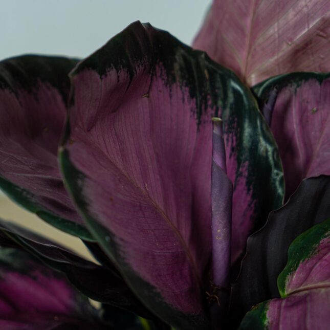 calathea-roseopicta-crimson (2) calathea-roseopicta-crimson