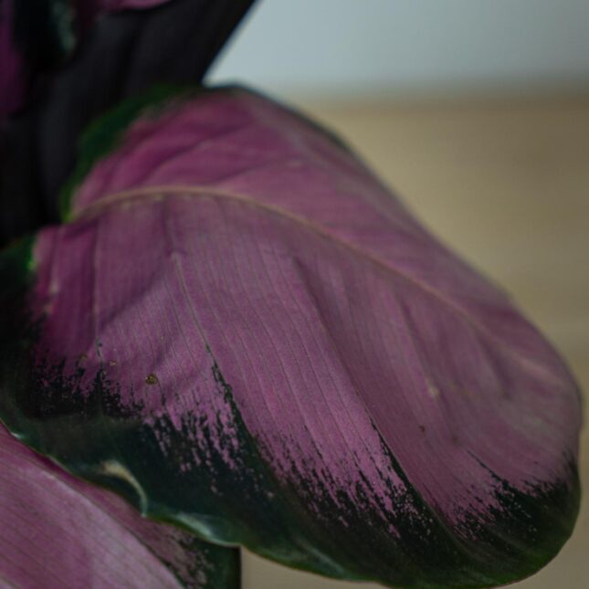 calathea-roseopicta-crimson (3) calathea-roseopicta-crimson