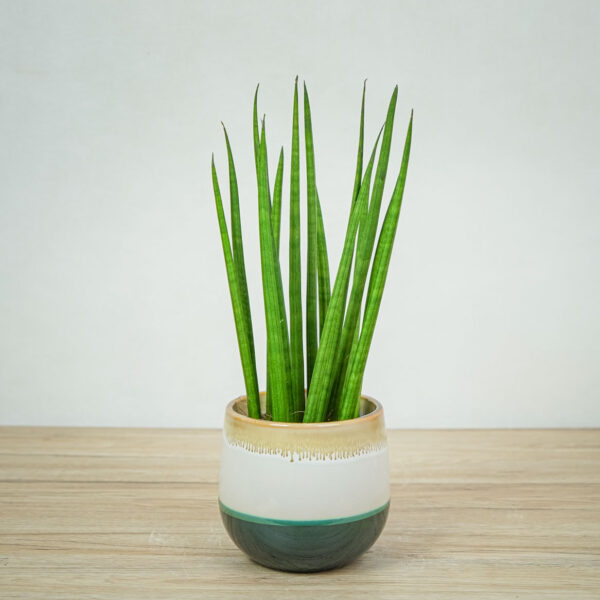 sansevieria-cylindrica sansevieria-cylindrica