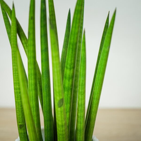 sansevieria-cylindrica (2) sansevieria-cylindrica