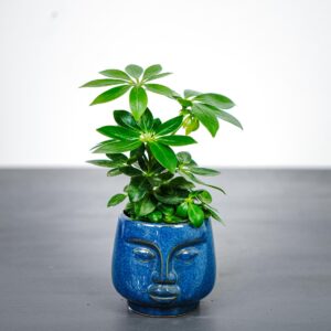 schefflera-arboricola