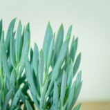 senecio-aquarine-mount-everest