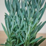 senecio-aquarine-mount-everest